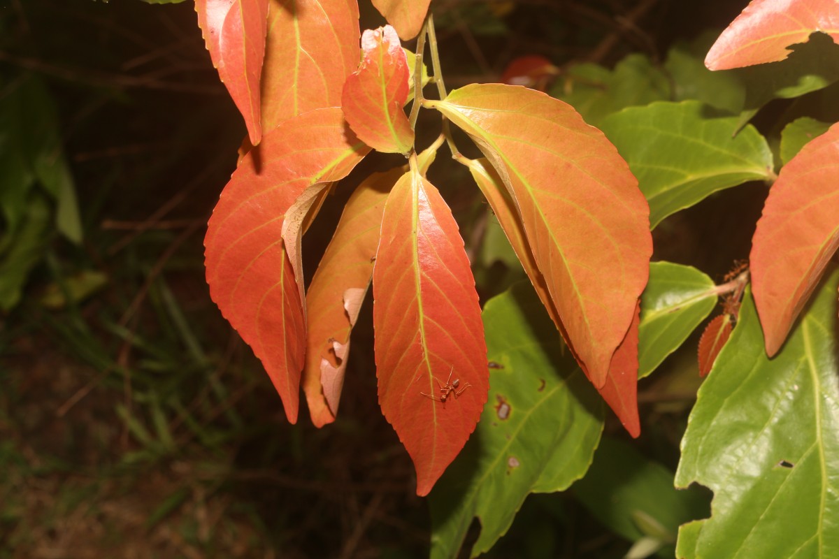 Flacourtia inermis Roxb.